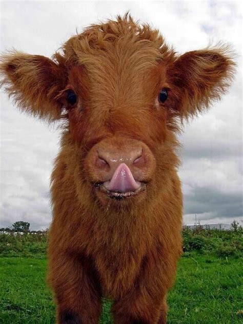 Fuzzy Cow To Cute To Handle Pinterest