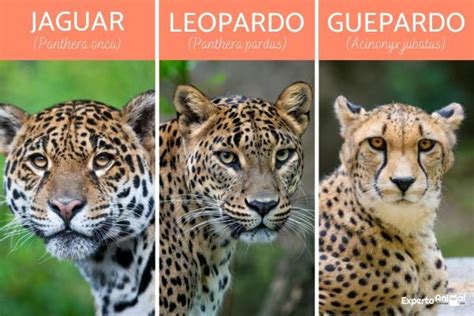 Techo Príncipe Cantidad De Dinero Diferencia Entre Jaguares Y Pumas