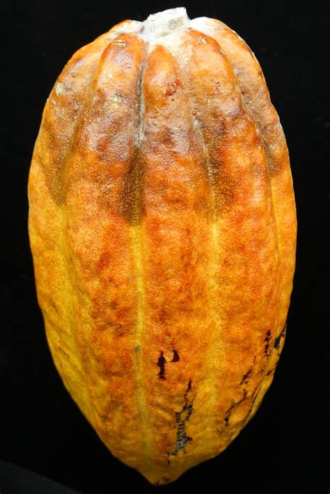 Cacao Theobroma Cacao Black Pod Rot Pathogen Phytophth Flickr
