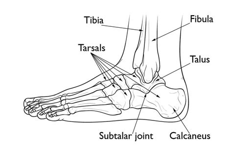 Calcaneal Anatomy Anatomical Charts And Posters