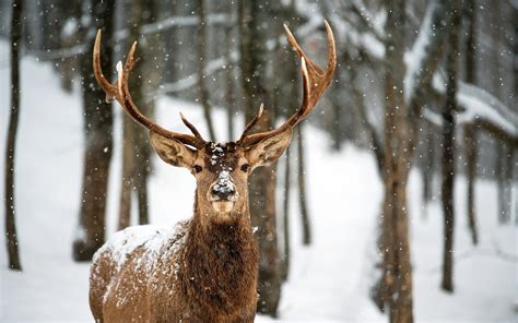 Deer Landscapes Nature Trees Forest Woods Winter Snow Flakes Snowing
