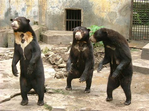 Sun Bears In China Zoo Suspected To Be Fake Following Previous Similar
