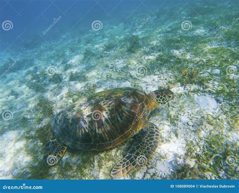 Green Turtle In Shallow Sea Bottom Tropical Seashore Underwater Photo