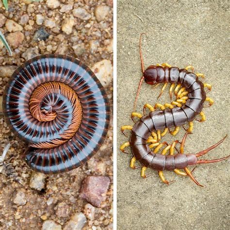 Millipedes Vs Centipedes How To Keep Both Out Of Your House