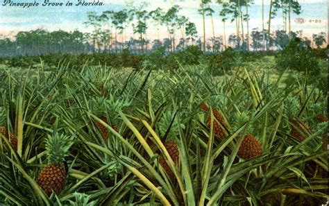 Florida Memory Pineapple Grove In Florida
