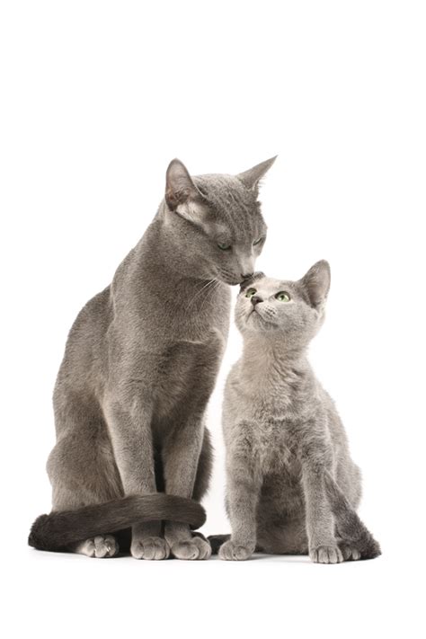 8 Elegant Facts About Russian Blue Cats Mental Floss