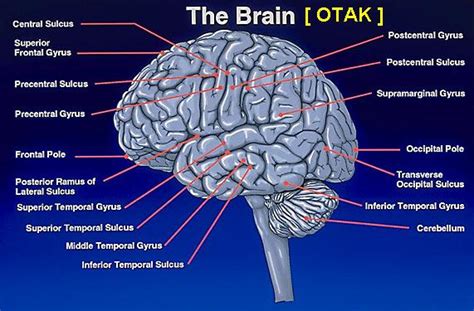 Anatomi Otak Manusia Pdf