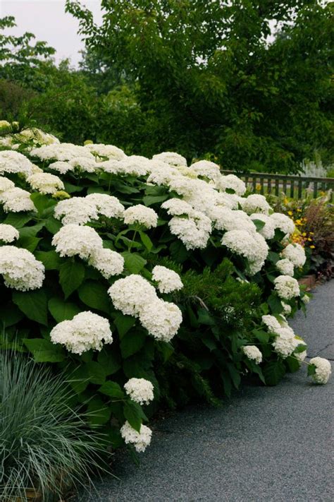 Unlike perennials, which regrow year after year, annuals will not return the following spring. 8 Best Perennial Shrubs | DIY