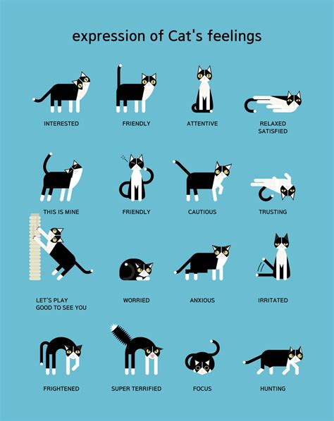 14 Cat Or Kitten Behavior How To Understand And Handle Catbounty