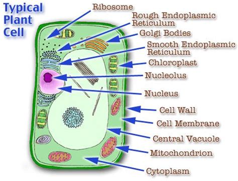 Cells consist of cytoplasm the number of cells in plants and animals varies from species to species; Animal Cell Model Diagram Project Parts Structure Labeled ...