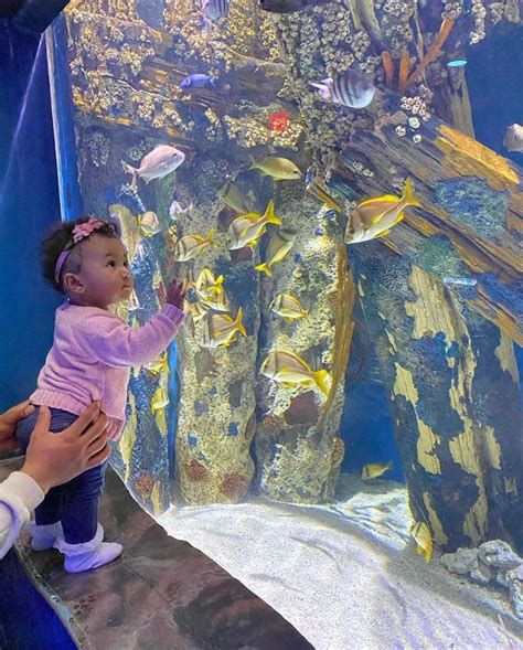 Camden Adventure Aquarium An Underwater Experience