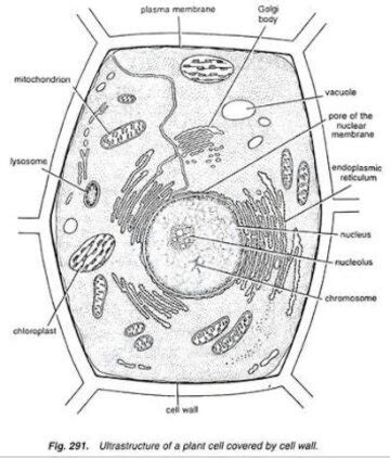 The nucleus and the chloroplast have been labelled the wrong way round. Which is the largest cell organelle? - Quora