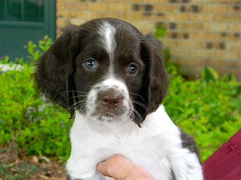 The french brittany is a gun dog bred primarily for bird hunting that originated from france. ResearchBreeder.com - Find French Spaniel Puppies for Sale ...
