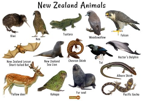 New Zealand Animals List Conservation Pictures New Zealand Wildlife