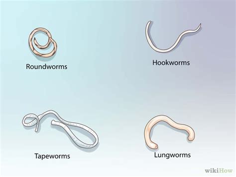 Different Types Of Dog Worms Dog Breeds Picture