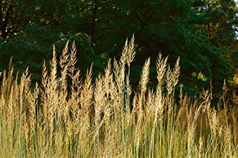 15 Best Warm Season Grasses In 2018
