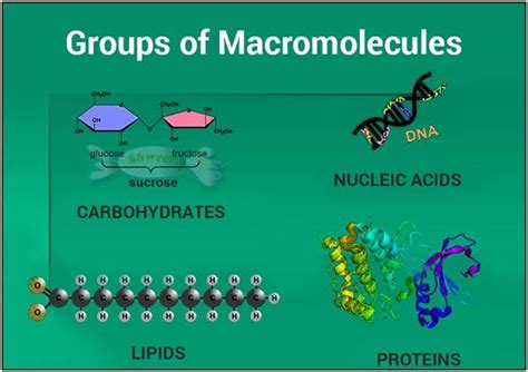 Macromolecules Types Biological Macromolecules Examples