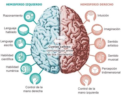 Hemisferios Cerebrales ¿cómo Son Funciones Y Personalidad
