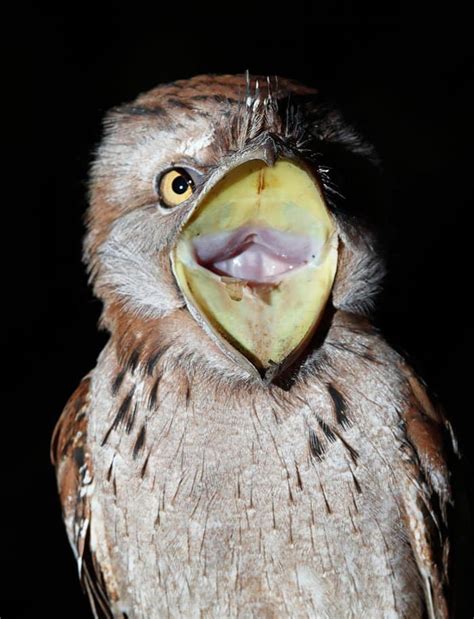 15 Adorable Images Of Tawny Frogmouth Birds You Will Love