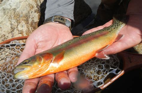 Golden Trout Return To State Forest State Park Colorado Outdoors Online