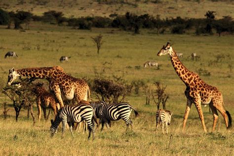 Wwf Raises Alarm On Kenyas Declining Wildlife Population