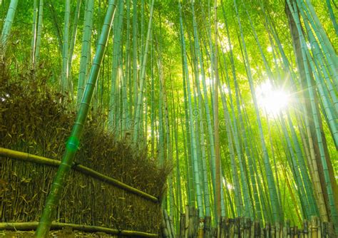 Path To Bamboo Forest At Arashiyama In Kyoto Stock Image Image Of