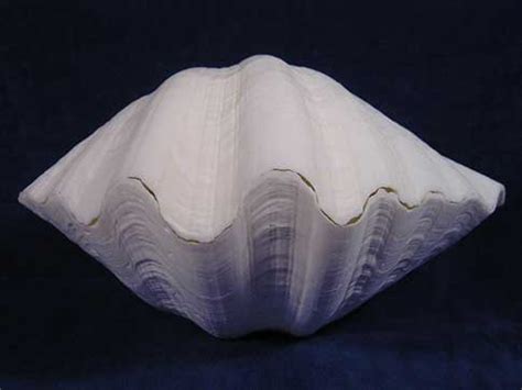 China Clam Seashells Hippopus Porcellanus