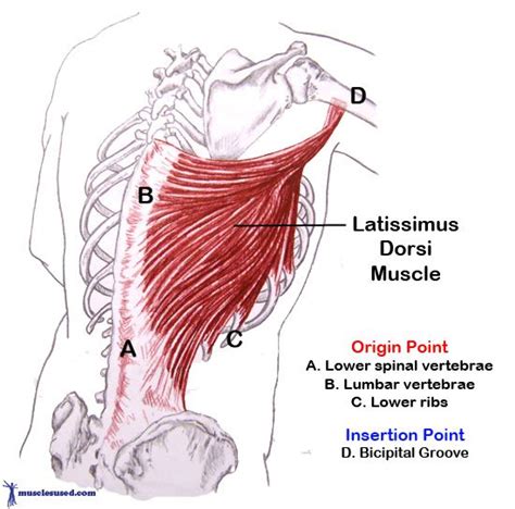 Latissimus Dorsi Muscle Pain When Breathing Blogs Career Planning