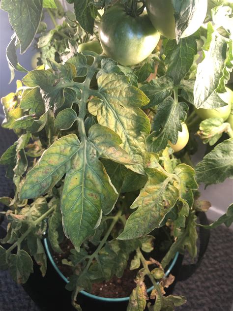 Tomato Plant Leaves Started Turning Yellow Since Its A Vegetable And