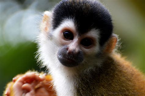 Conserving Costa Ricas Smallest Monkey The Squirrel Monkey Saimiri