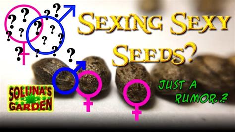 Pre Sexing Cannabis Seeds Read The Description Toooooo