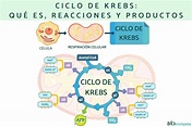Ciclo de Krebs: qué es, reacciones y productos - Resumen