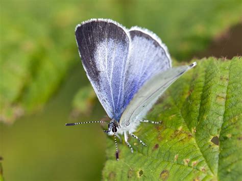 The Holly Blue Butterfly British Population And Identification Saga