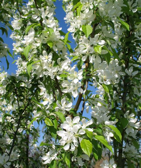 Spring Snow Flowering Crabapple Bower And Branch Flowering Crabapple