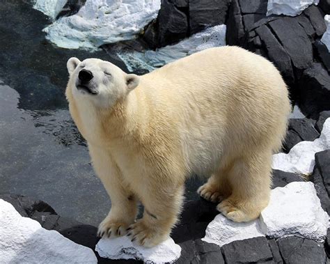 Polar Bear Dies Of Broken Heart After Being Separated From Its Same