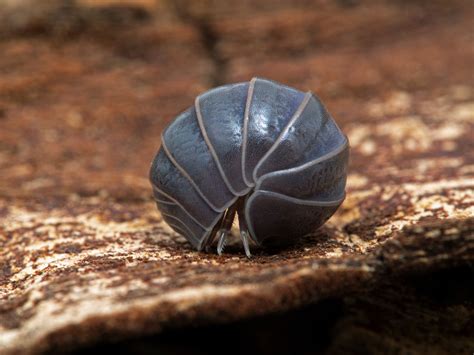 5 Fascinating Facts About Pillbugs That You Should Know In Toronto