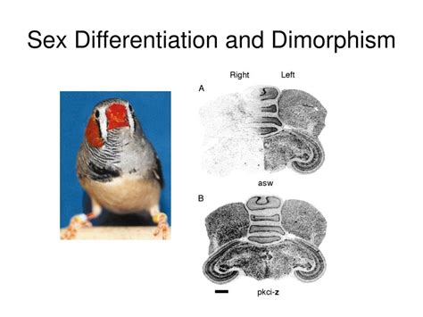 Ppt Sex Differentiation And Dimorphism Powerpoint Presentation Free