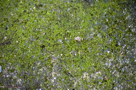 Free Stock Photo 10961 Moss Background Freeimageslive