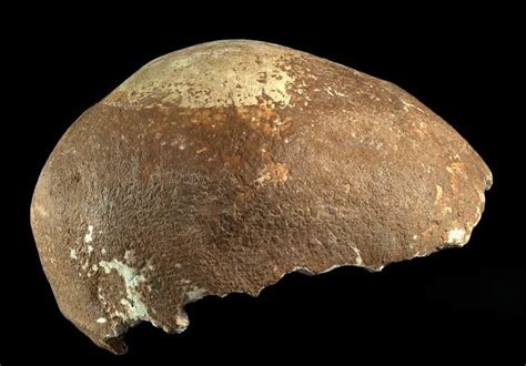 Oldest Human Skull Outside Of Africa Found In Israel
