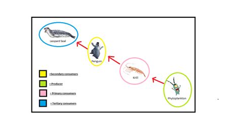 Food Web The Arctic Ocean Ecosystem