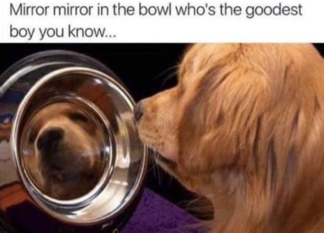 100 Dog Memes That Prove The Internet Is Not All Made Out