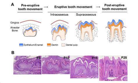 Stages Of Tooth Root Development