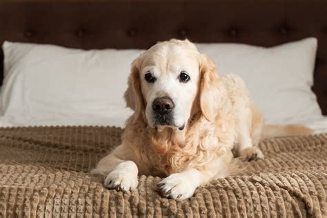 Why Do Golden Retrievers Get Cancer Pet Hooligans