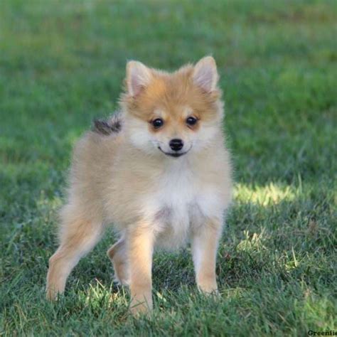 Pomchi Puppies For Sale Greenfield Puppies