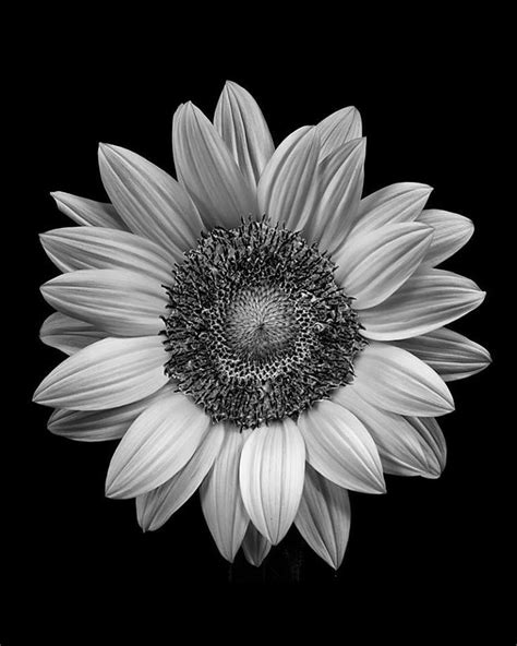 Black And White Photography Sunflower Black And White White Sunflowers