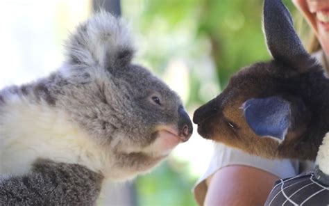 Koala And Kangaroo Are Best Friends Australian Reptile Park