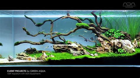 Dedicated shop for all planted aquarium and aquatic plant fans and lovers. Client Project - by Green Aqua - Balázs Farkas - YouTube