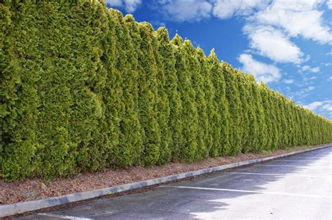 Cedar Hedges And Landscaping Gatineau And Aylmer