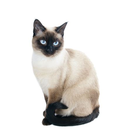 The Top 10 Smartest Cat Breeds In The World Cattime Siamese Cats