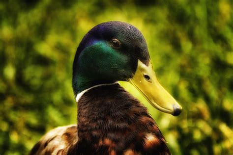 Male Mallard Duck Photograph By Linda Tiepelman